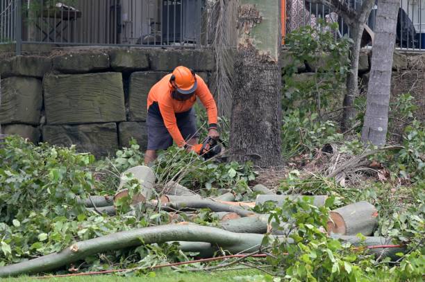 Best Emergency Tree Service  in Doa Ana, NM